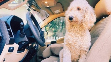 Car Interior Cleaning Tips: How to Get Dog Hair Out of Your Car