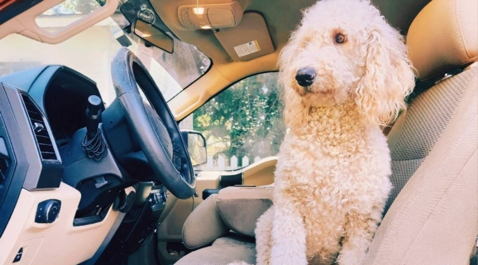 How to Remove Dog Hair from Your Car Interior