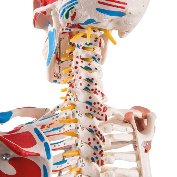 Nasco Full-Size Human Skeleton