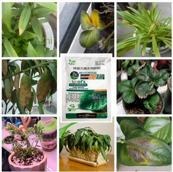 25g Green Leaf Water-Soluble Microelement Fertilizer for Unhealthy Leaves & Plant Nutrition