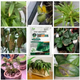 25g Green Leaf Water-Soluble Microelement Fertilizer for Unhealthy Leaves & Plant Nutrition