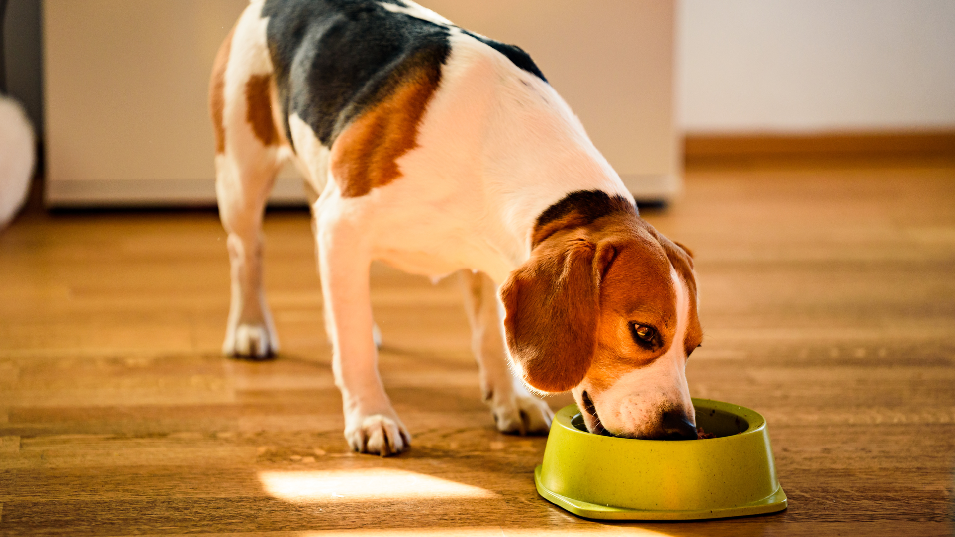 blog-dog-food-header-1.png