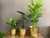 Brass planter , princy - Small