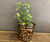 Brass and Copper Bucket Planter - Small