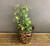 Brass and Copper Bucket Planter - Small