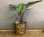 Brass and Copper Bucket Planter - Medium