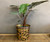 Brass and Copper bucket Planter - Large