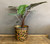 Brass and Copper bucket Planter - Large