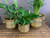 Handmade  Brass Planter with Rings - Small