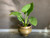 Vintage Brass Planter-8