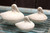 Hand carved marble floating ducks ( small)