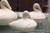 Hand carved marble floating ducks ( small)