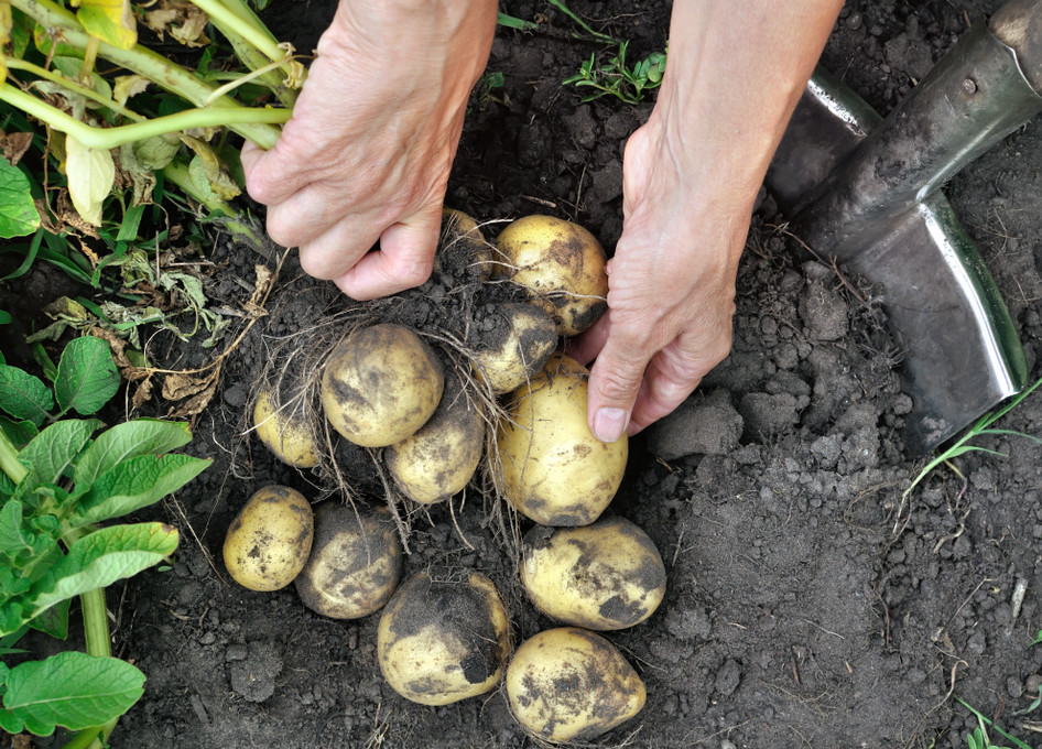 Growing Potatoes in Your Home Garden!