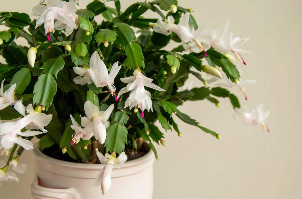 ​Houseplants to Brighten Up Your Winter