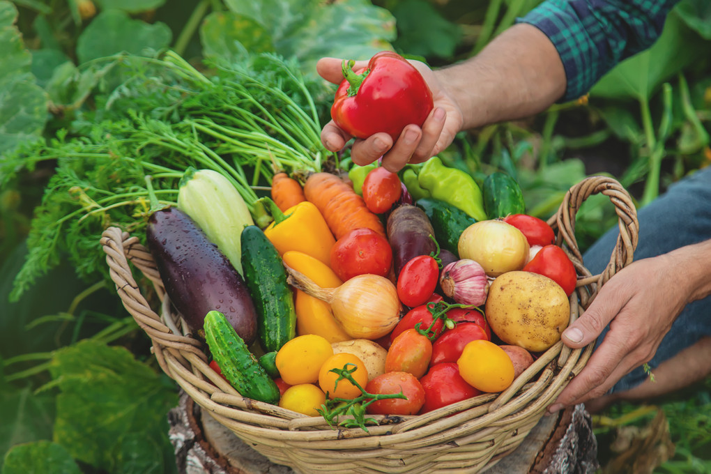 Excess Harvests: How to Enjoy, Preserve, and Share Bounty from Your Garden Excess Harvests: How to Enjoy, Preserve, and Share Bounty from Your Garden