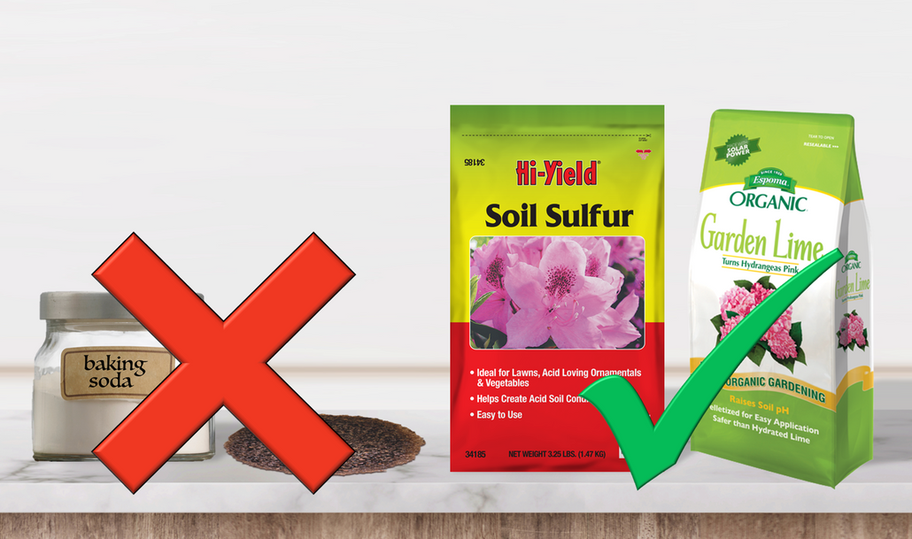 Four Truths About Baking Soda, Coffee Grounds & Soil pH for Hydrangea Flowers Four Truths About Baking Soda, Coffee Grounds & Soil pH for Hydrangea Flowers