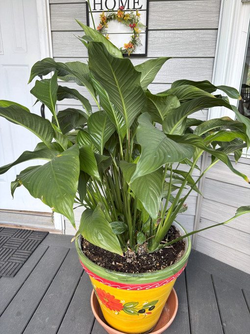5 Easy Steps on When and How to Bring Your Houseplants Inside 5 Easy Steps on When and How to Bring Your Houseplants Inside