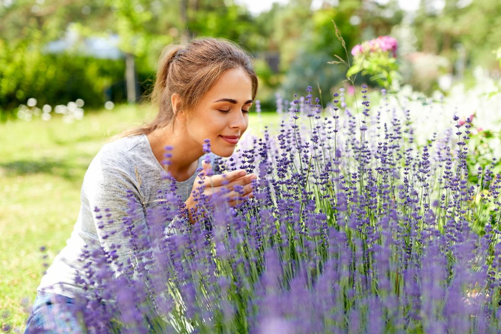 Growing Lavender