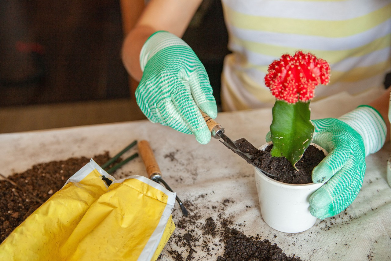 Growing Gardeners Cactus Class Kit