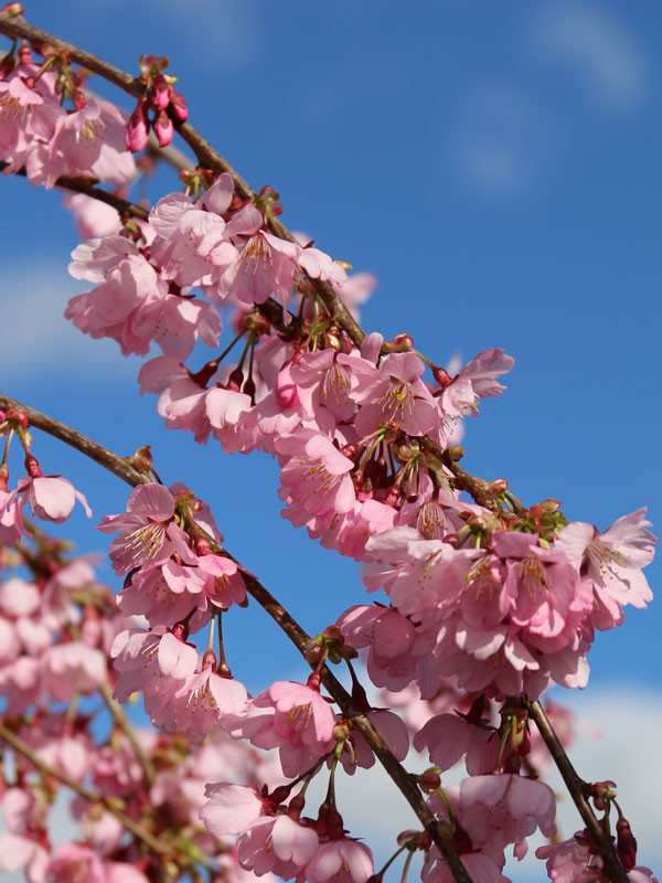 Pink Cascade Weeping Ornamental Cherry - Wedel's Garden Center