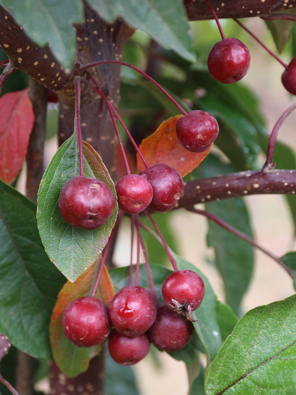 Purple Prince Crabapple - Wedel's Garden Center