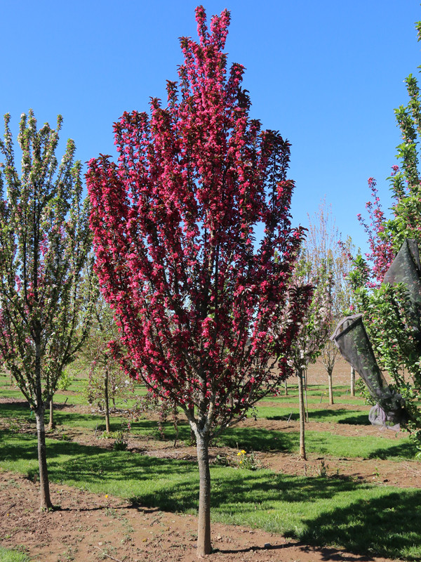 Raspberry Spear Crabapple - Wedel's Garden Center