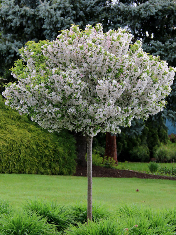 Sparkling Sprite Crabapple - Wedel's Garden Center
