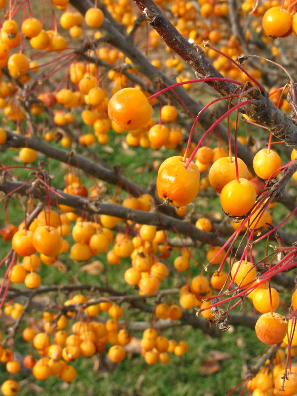 Sparkling Sprite Crabapple - Wedel's Garden Center