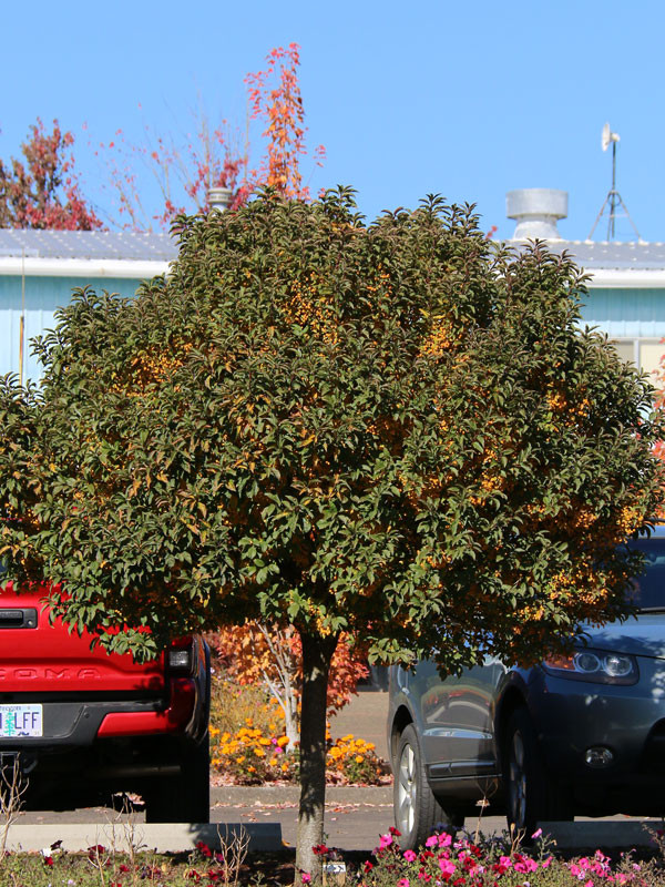 Sparkling Sprite Crabapple - Wedel's Garden Center