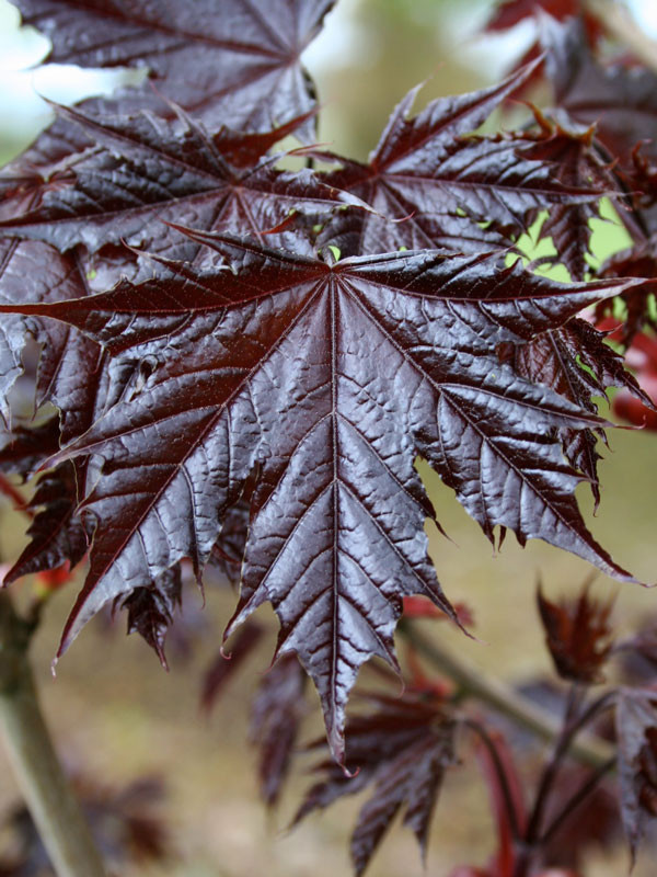 Crimson Sentry Maple Tree - Wedel's Garden Center