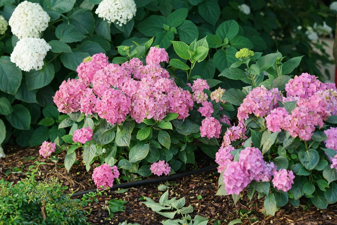 Let's Dance Arriba! Hydrangea Shrub - Wedel's Garden Center
