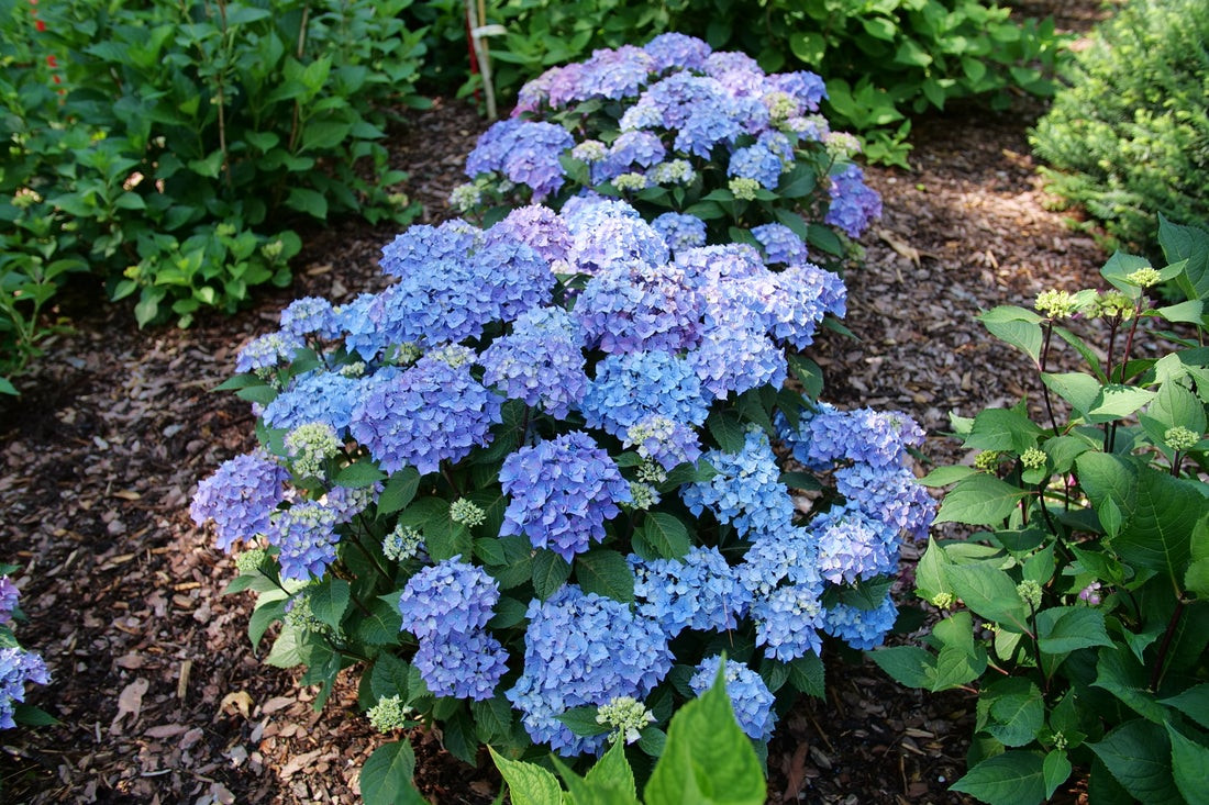 Let's Dance Loveable Hydrangea Shrub - Wedel's Garden Center