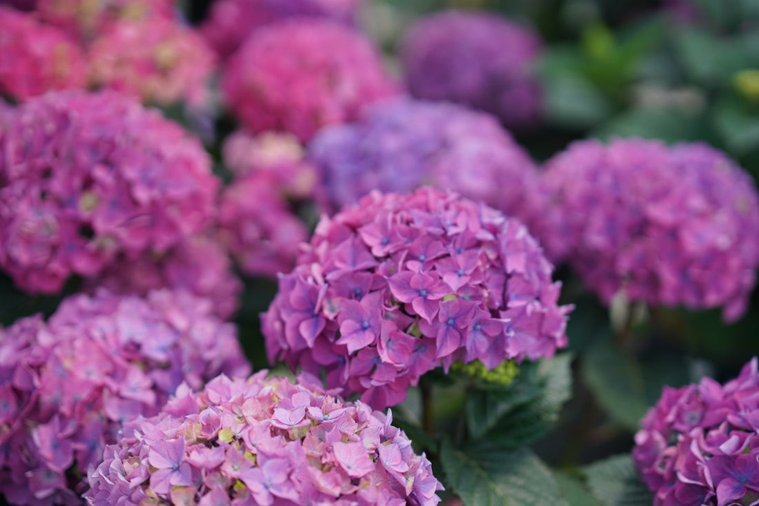 Let's Dance Loveable Hydrangea Shrub - Wedel's Garden Center