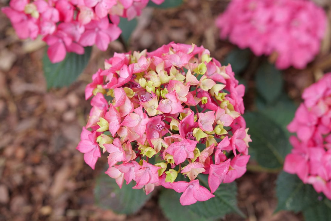 Let's Dance Loveable Hydrangea Shrub - Wedel's Garden Center