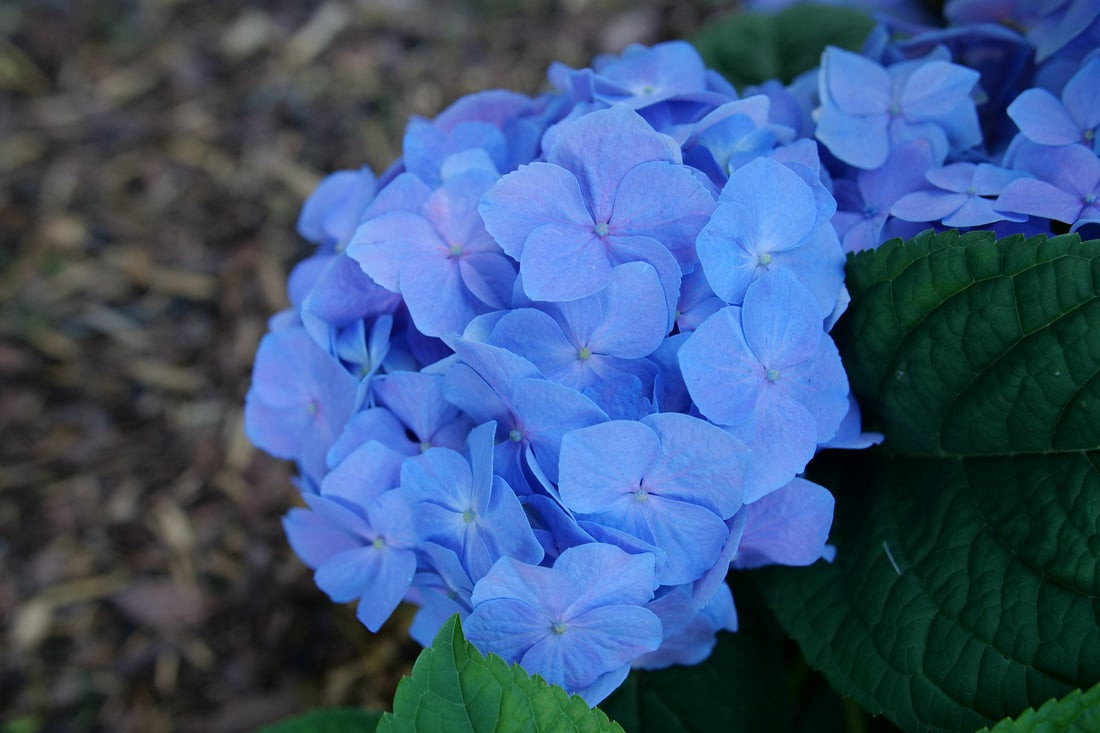Let's Dance Sky View Hydrangea Shrub - Wedel's Garden Center