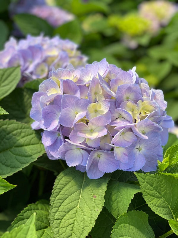 Let's Dance Sky View Hydrangea Shrub - Wedel's Garden Center