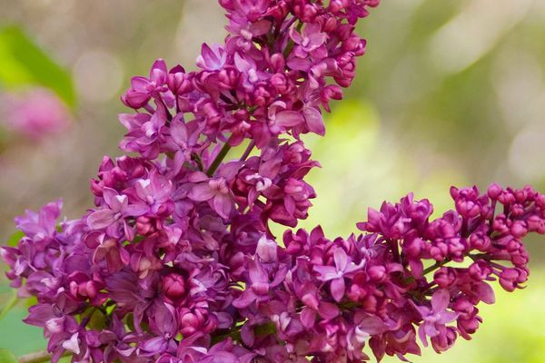 Charles Joly (Magenta) Lilac Shrub - Wedel's Garden Center