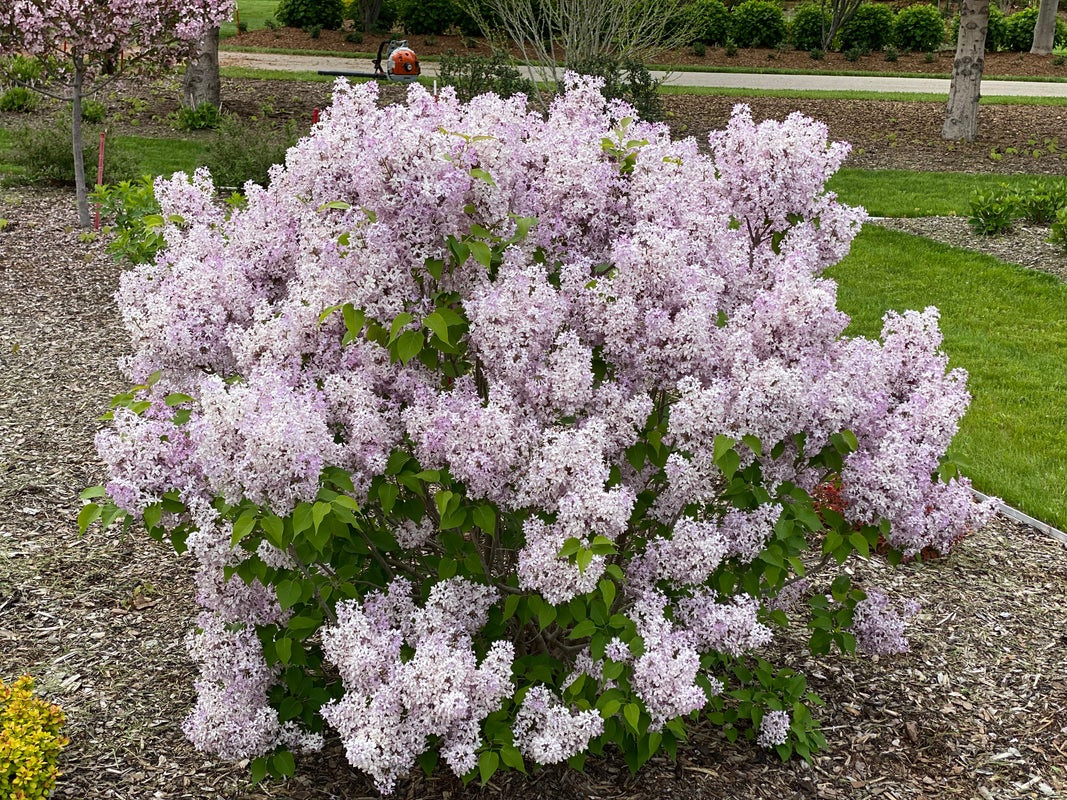 Scentara Pura Purple Lilac Shrub - Wedel's Garden Center