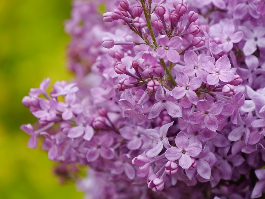 Scentara Pura Purple Lilac Shrub - Wedel's Garden Center