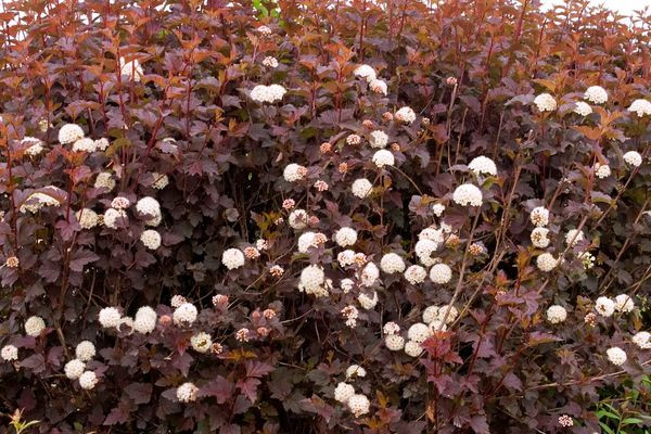 Diablo Ninebark - Wedel's Garden Center