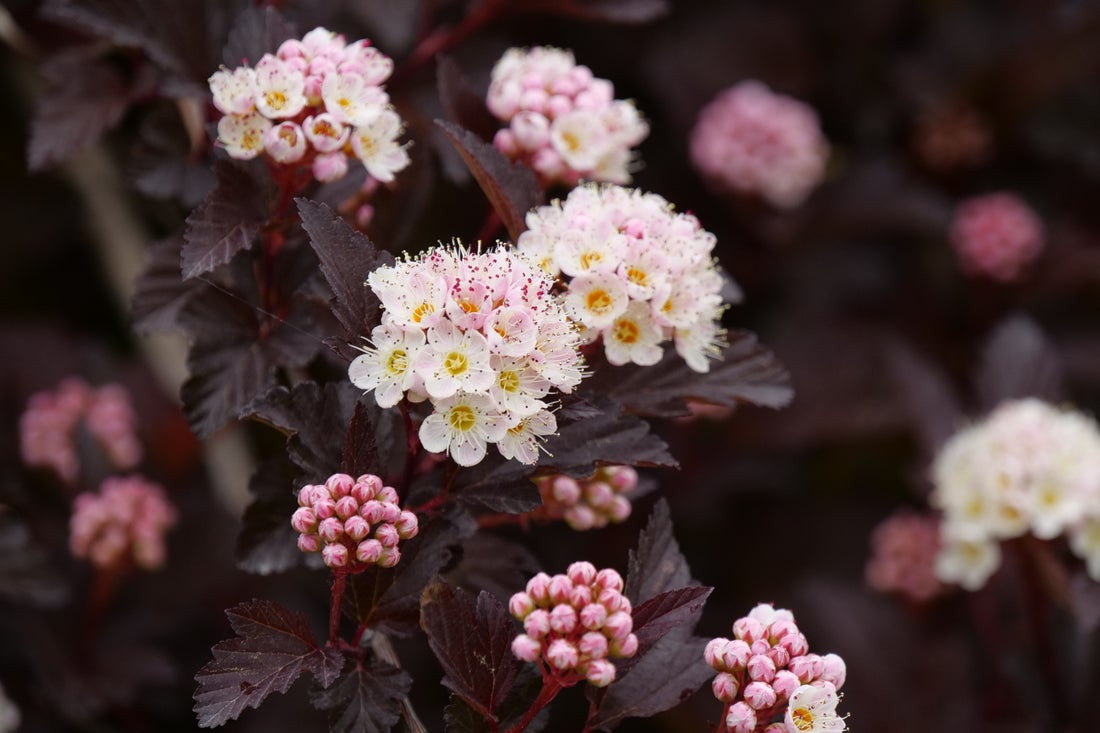 Ginger Wine Ninebark - Wedel's Garden Center