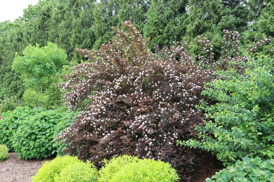 Ginger Wine Ninebark - Wedel's Garden Center