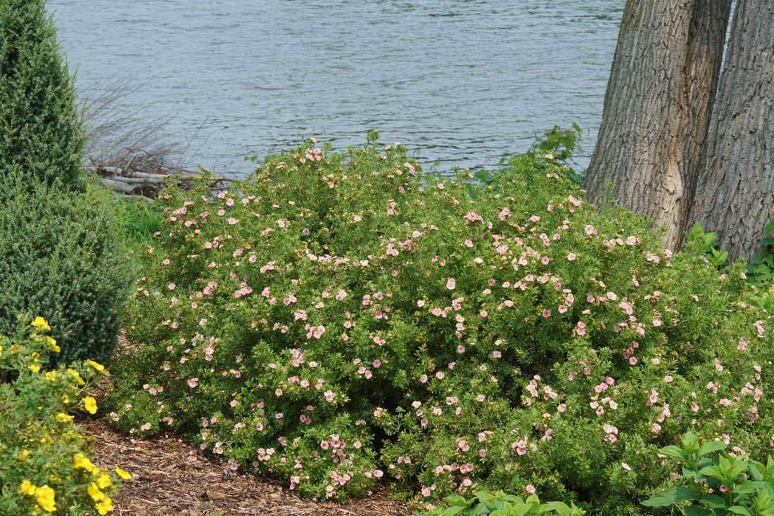 Happy Face Pink Paradise Potentilla - Wedel's Garden Center