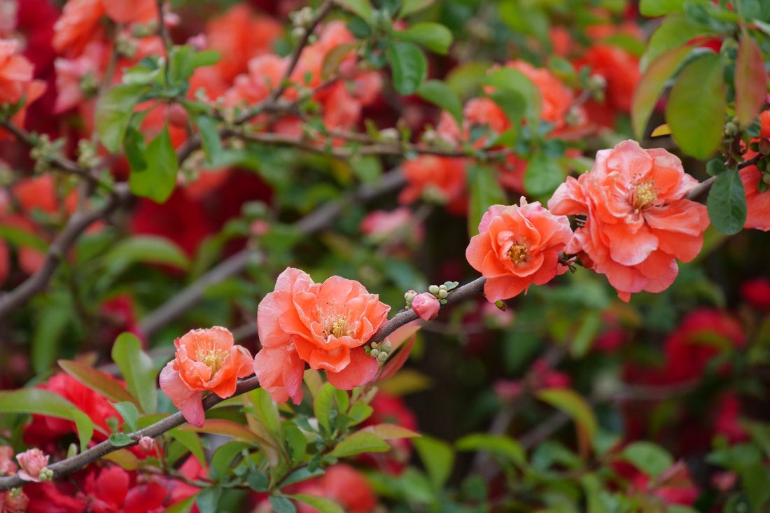Double Take Peach Storm Quince - Wedel's Garden Center