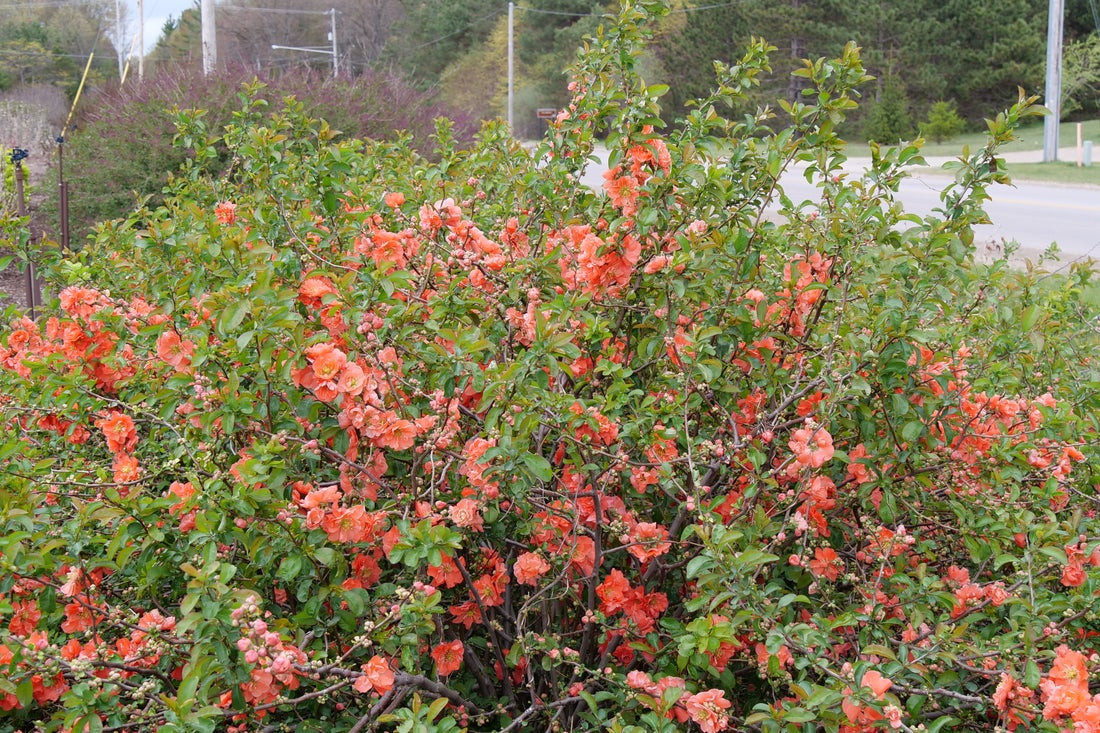 Double Take Peach Storm Quince - Wedel's Garden Center