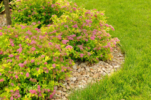 Magic Carpet Spirea - Wedel's Garden Center