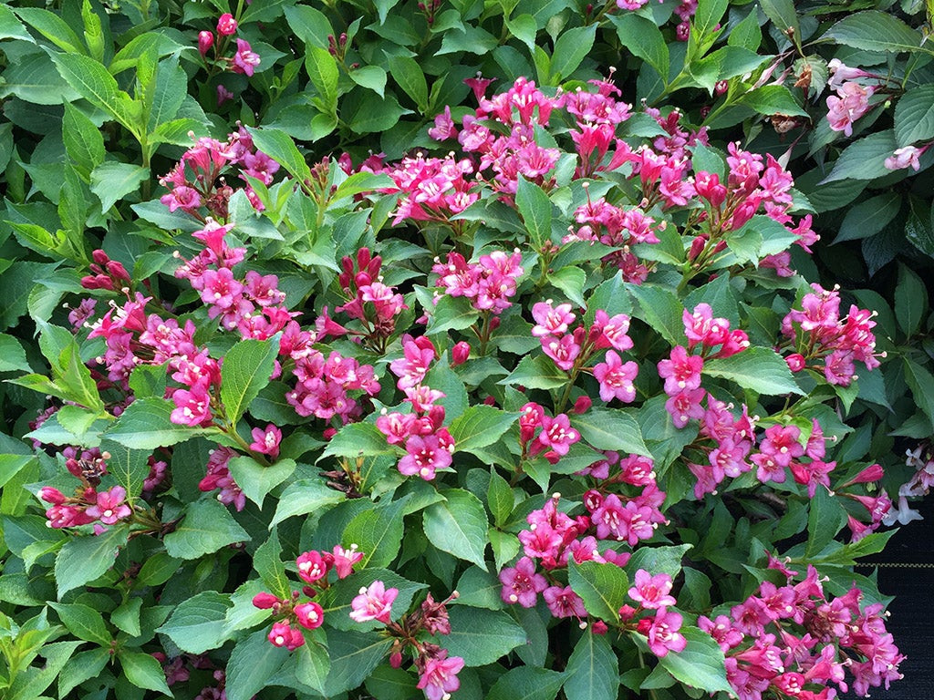 Snippet Dark Pink Weigela - Wedel's Garden Center