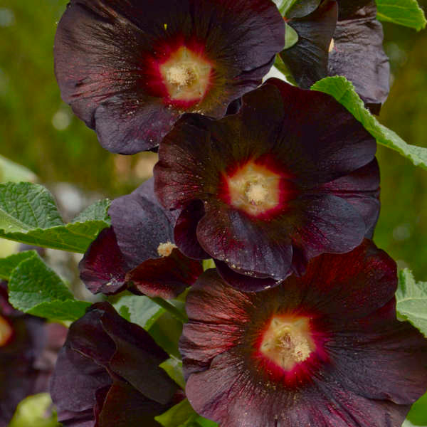 Hollyhock Black Night (Alcea) - Wedel's Garden Center