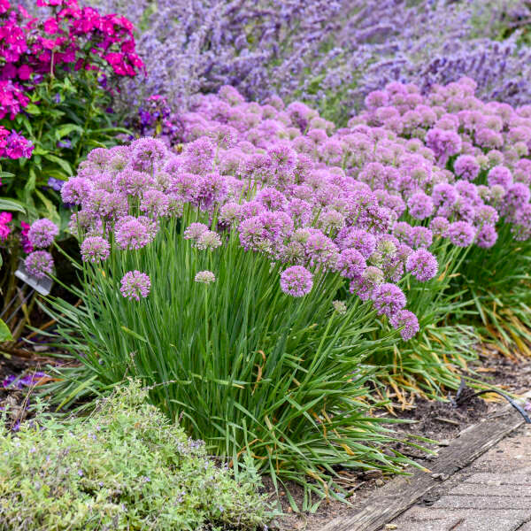 Wedel's Allium Serendipity