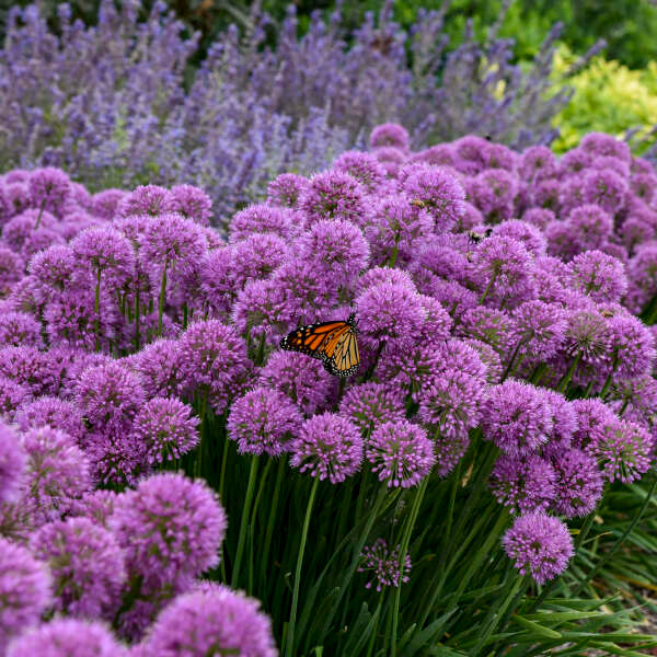 Allium Serendipity - Wedel's Garden Center